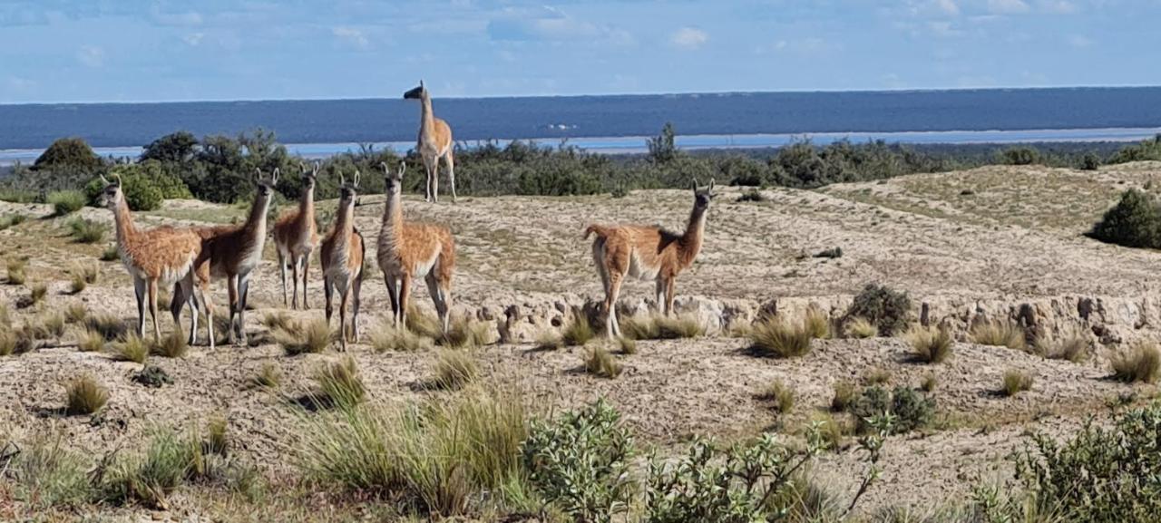 La Elvira Natural Lodge Nature & Wildlife Experience In Peninsula Valdes Punta Delgada Dış mekan fotoğraf